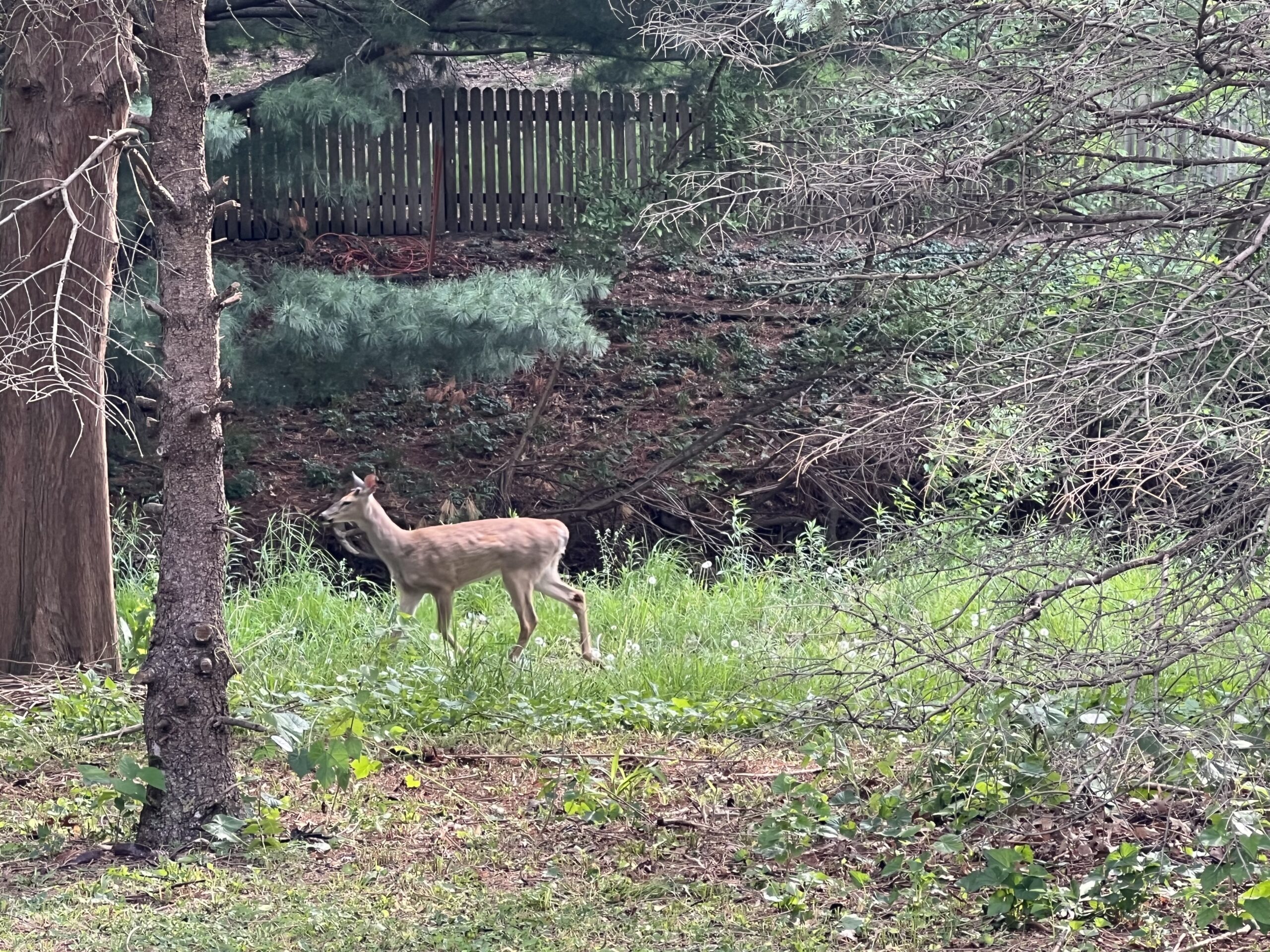 Deer off of Olathe trail